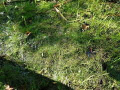 Eleocharis acicularis