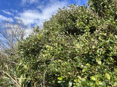 Cinnamomum reticulatum