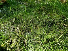 Eleocharis acicularis