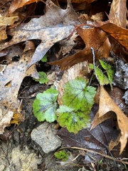 Tiarella stolonifera