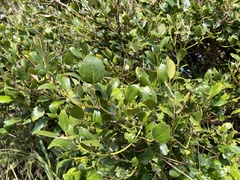 Cinnamomum reticulatum