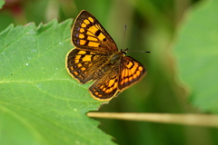 Lycaena