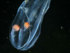 Hyperiidae