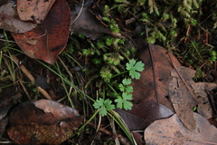 Ranunculus uncinatus