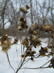 Vernonia fasciculata