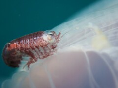 Hyperiidae