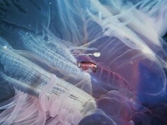 Hyperiidae