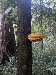 Theobroma cacao