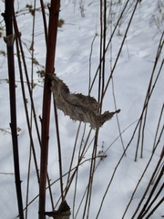 Vernonia fasciculata