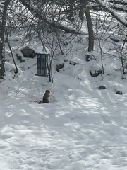 Sciurus niger rufiventer