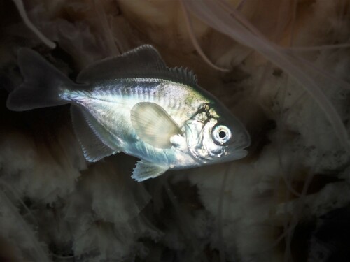 Black trevally (Seriolella brama) — Centrolophidae