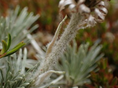 Celmisia sessiliflora