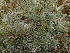 Celmisia sessiliflora