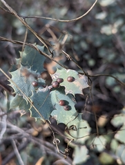 Xanthoteras eburneum