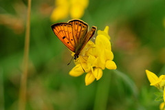 Lycaena