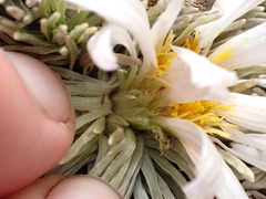 Celmisia sessiliflora