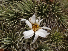 Celmisia sessiliflora