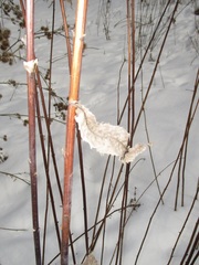 Vernonia fasciculata