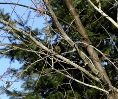 Spizelloides arborea