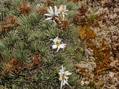Celmisia sessiliflora