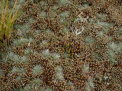 Celmisia sessiliflora