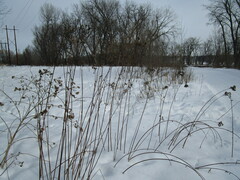 Vernonia fasciculata