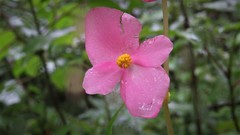 Begonia gracilis