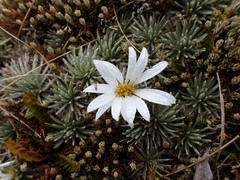 Celmisia sessiliflora