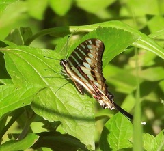 Graphium