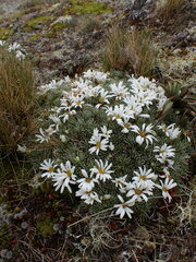 Celmisia sessiliflora