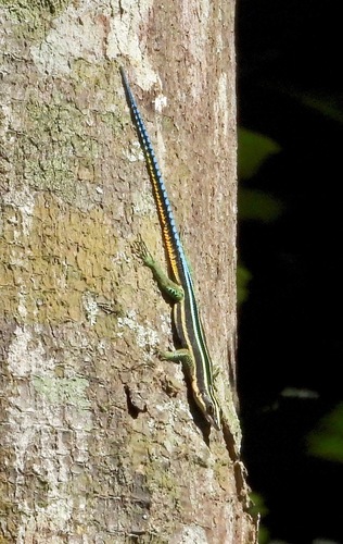 Eastern serrate-toed tree lizard, Holaspis laevis