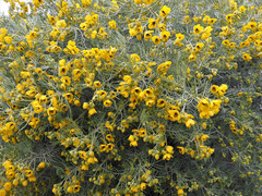 Senna artemisioides artemisioides