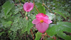 Begonia gracilis
