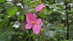 Begonia gracilis