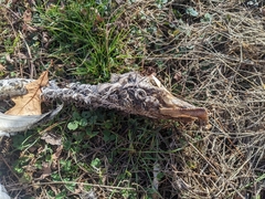 Cygnus columbianus