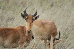 Alcelaphus buselaphus cokii