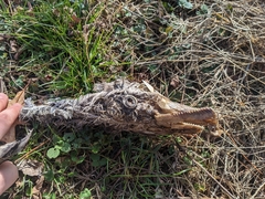 Cygnus columbianus