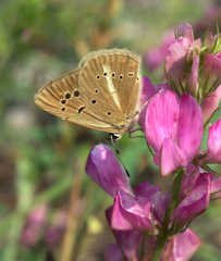 Polyommatus ripartii