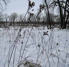 Vernonia fasciculata