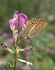 Polyommatus ripartii
