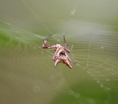 Micrathena