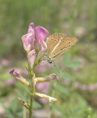 Polyommatus ripartii