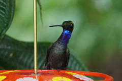 Campylopterus villaviscensio