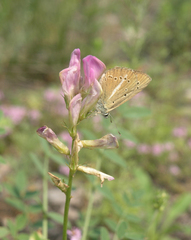 Polyommatus ripartii