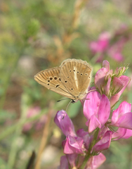 Polyommatus ripartii
