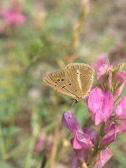 Polyommatus ripartii