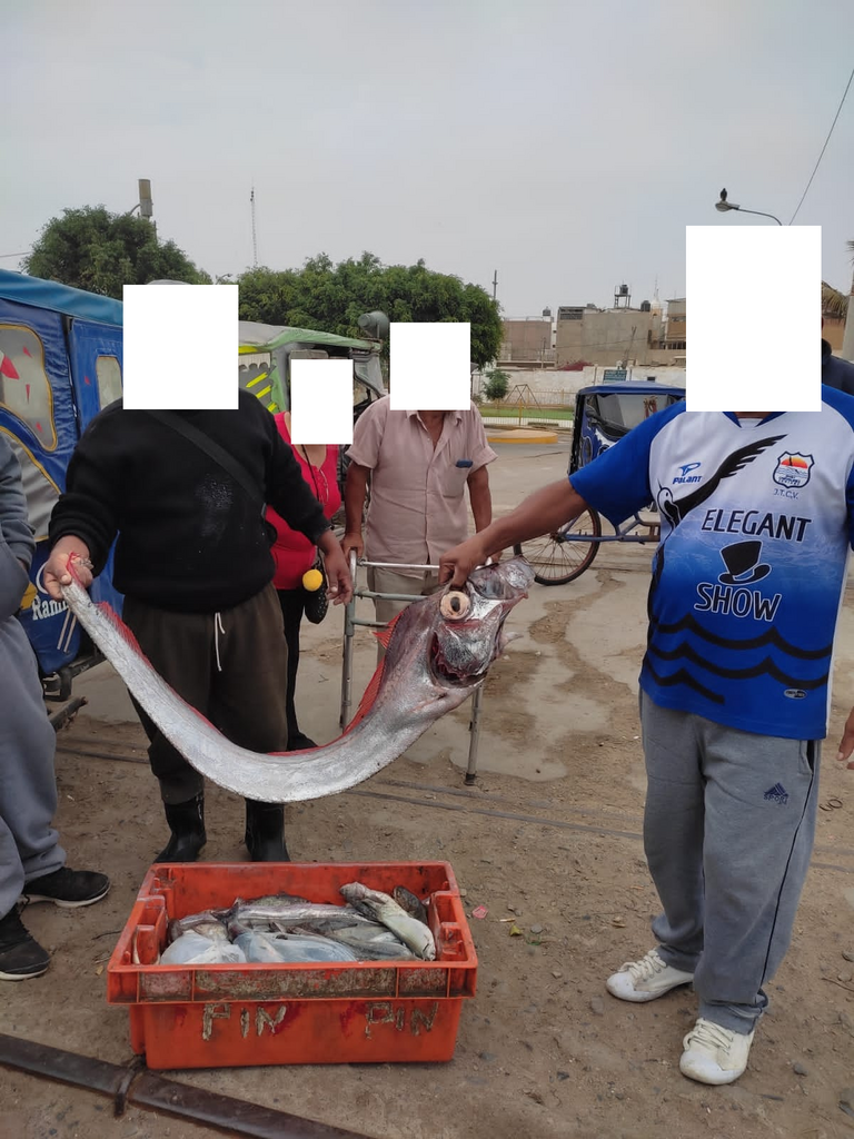 Tapertail ribbonfish (Trachipterus fukuzakii) — Trachipteridae