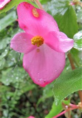 Begonia gracilis