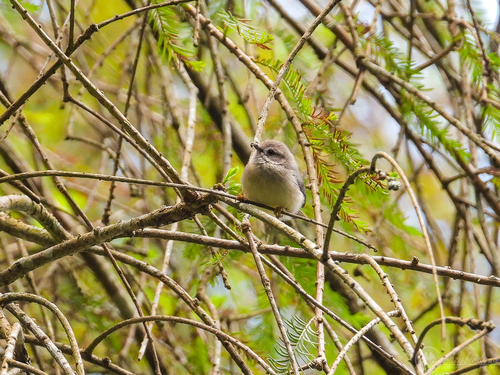 Pygmy Bushtit (Aegithalos exilis), photo 4