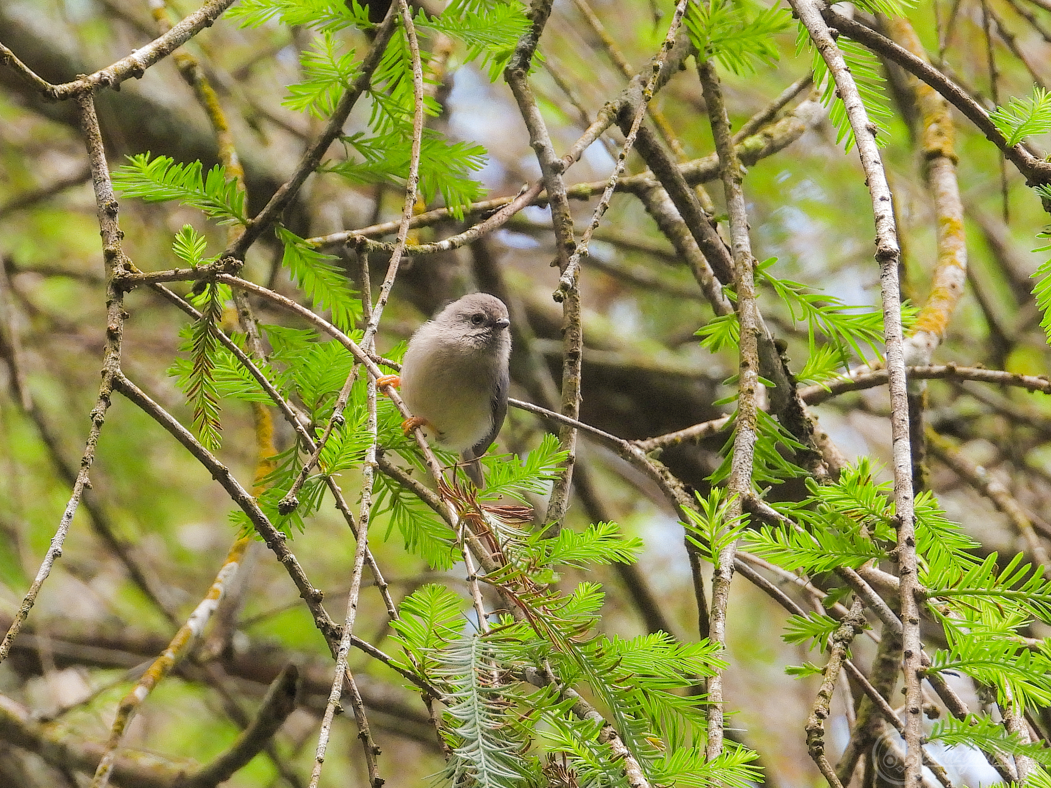 Pygmy Bushtit